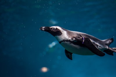 黑白企鹅在水下摄影